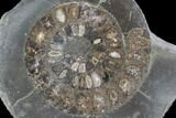 Polished Ammonite (Dactylioceras) Half - England #103795-1